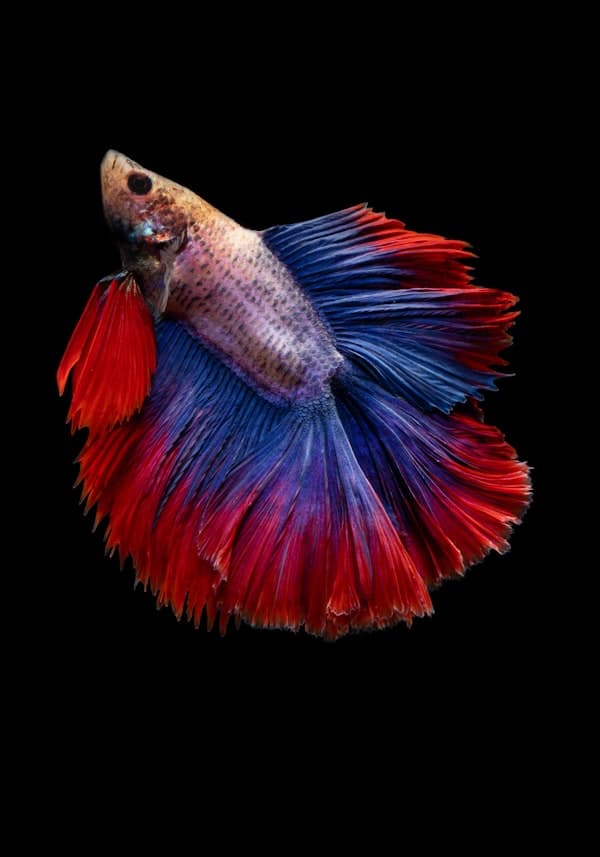 Coral Reef Blue-White Dual Channel Light
