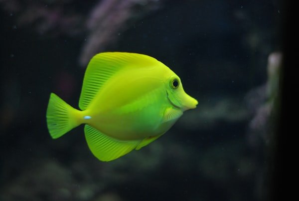 The Ultimate Guide to Aquarium Filtration Systems in 2024